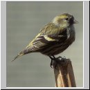 Carduelis spinus - Erlenzeisig w02.jpg